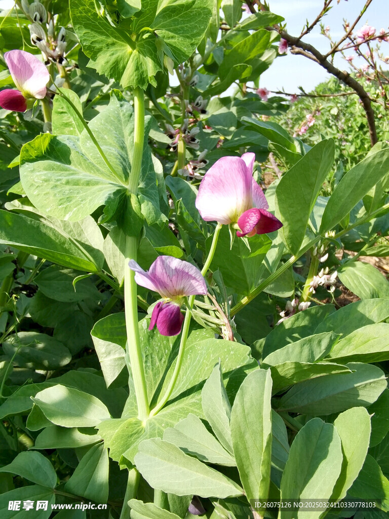 豌豆花