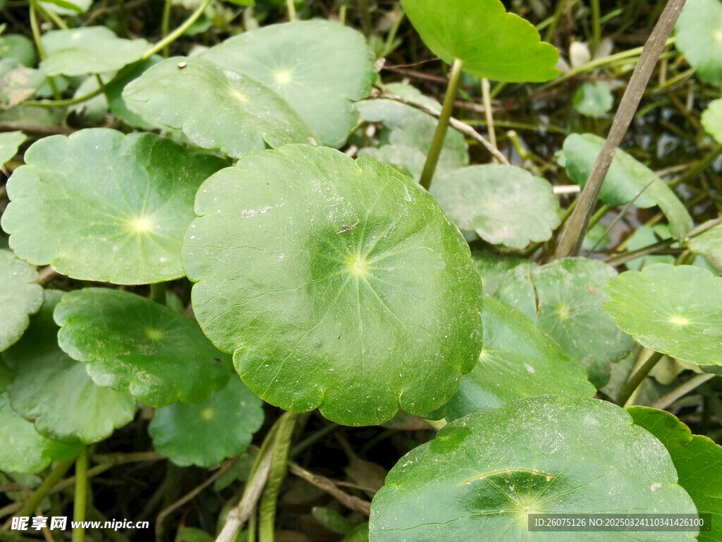 铜钱草叶子特写