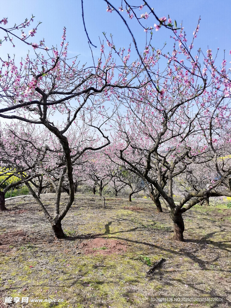 桃树桃花