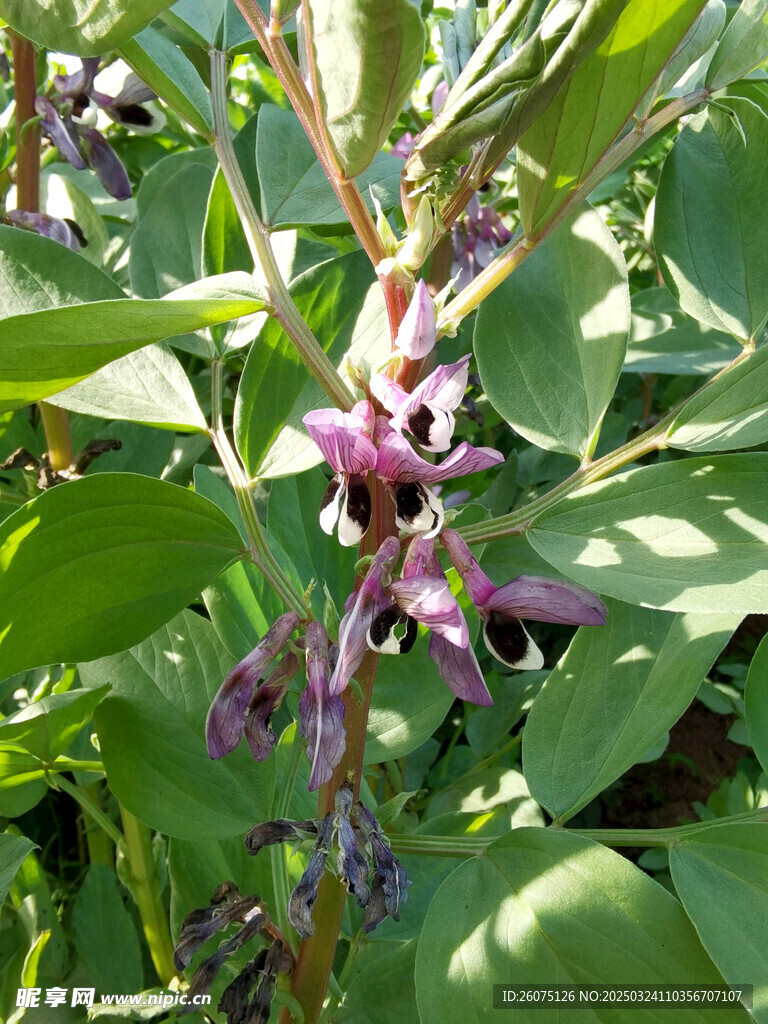 胡豆花