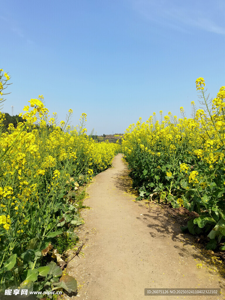 油菜路