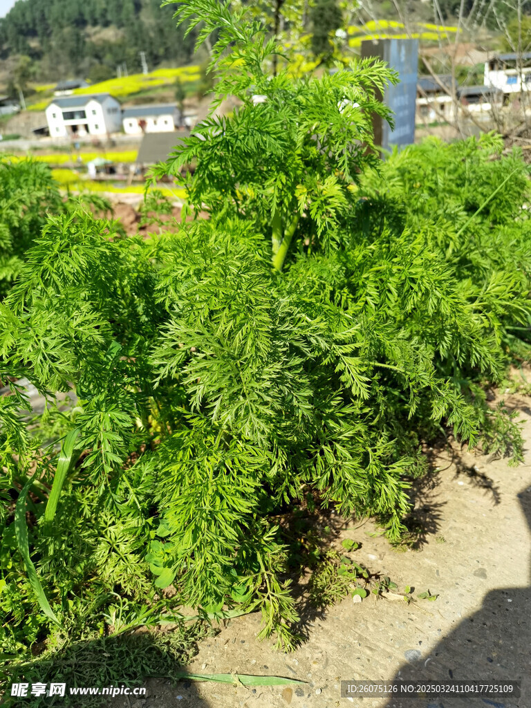 胡萝卜叶