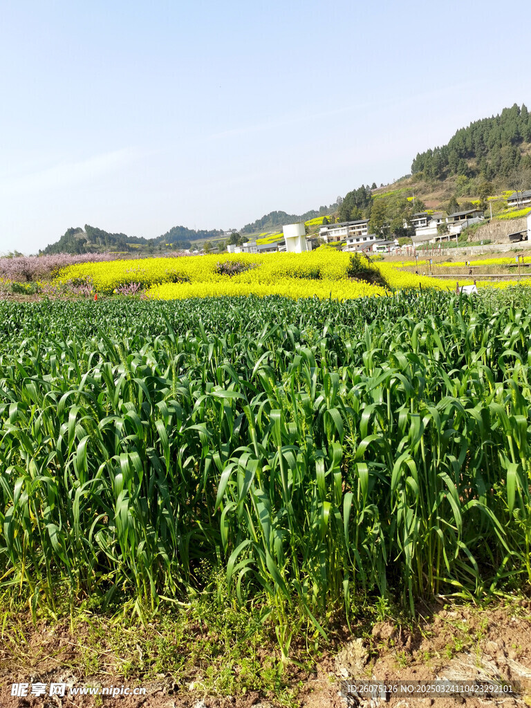 麦苗