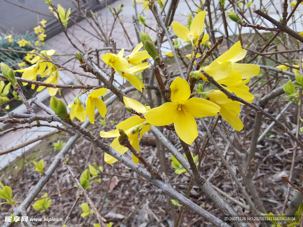 迎春花