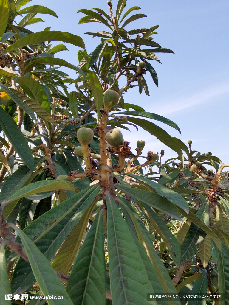 琵琶果实