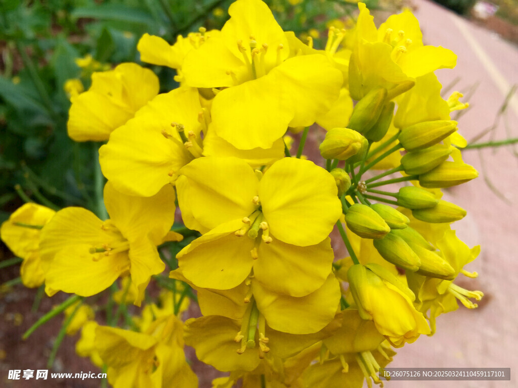 特写油菜花