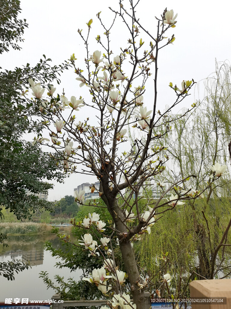 白玉兰花