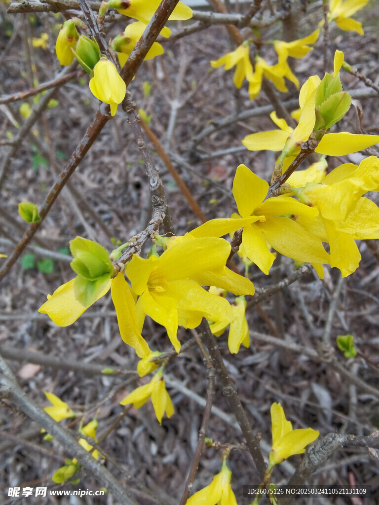 连翘花