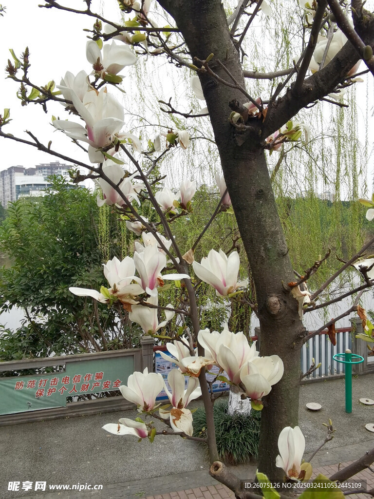 玉兰花