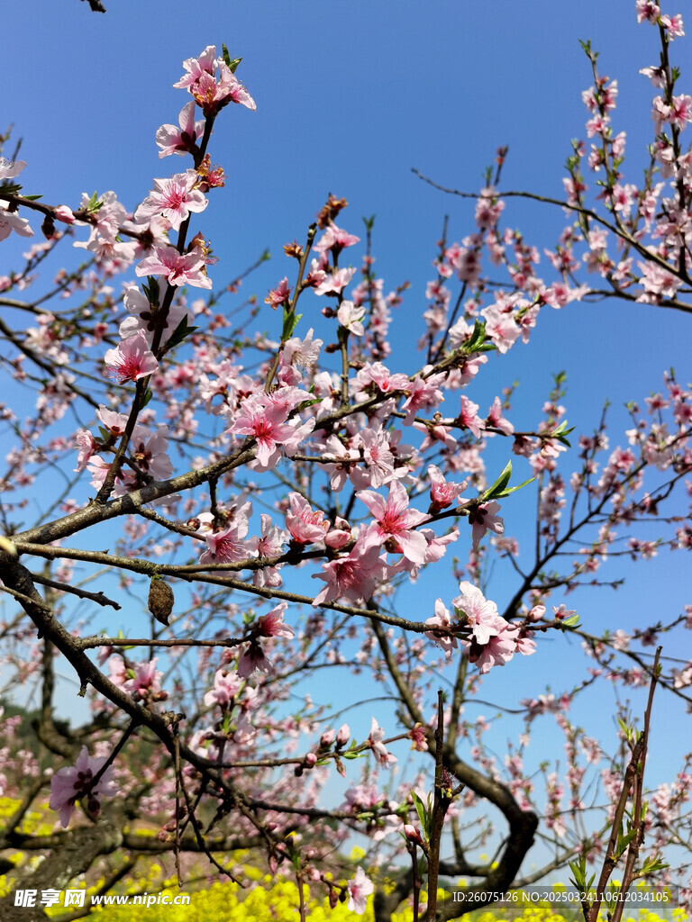 桃枝桃花