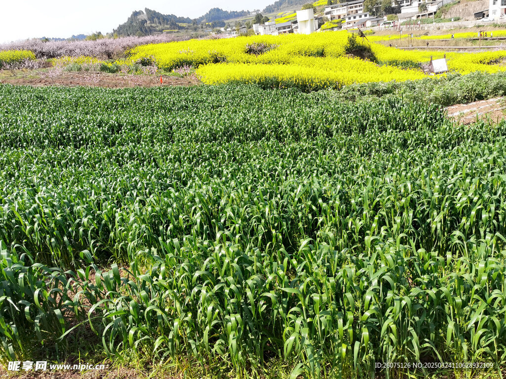 麦田