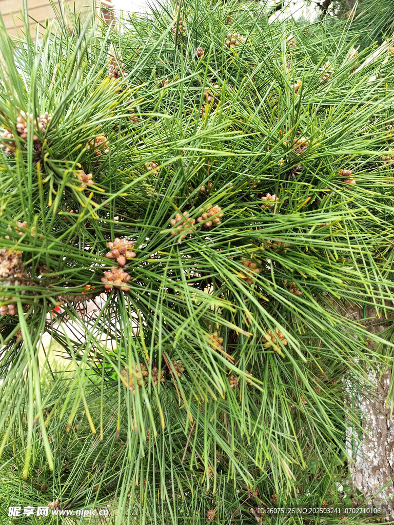 松树开花