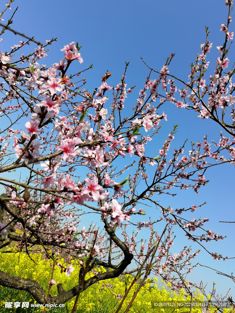 桃树枝