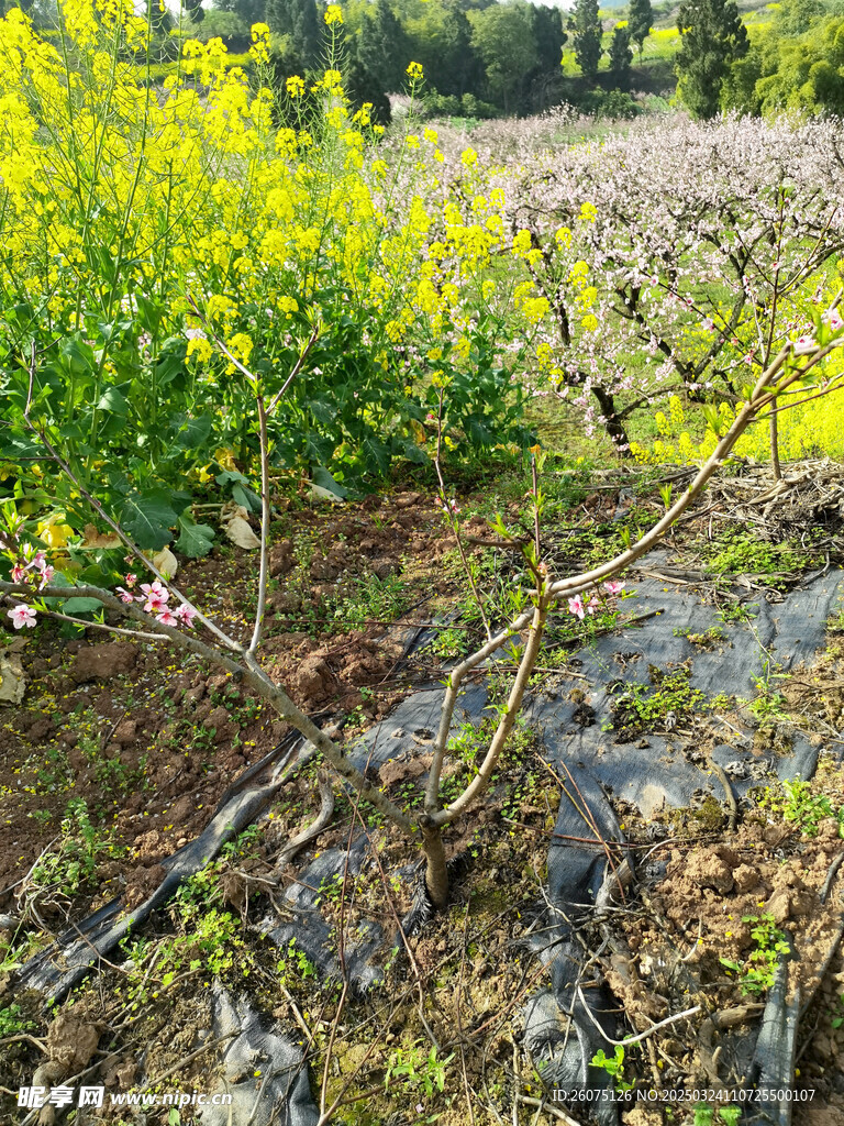 桃树种植