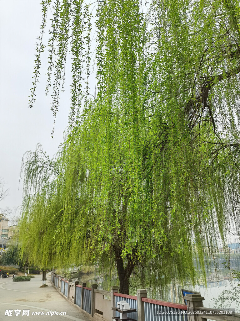 柳树枝