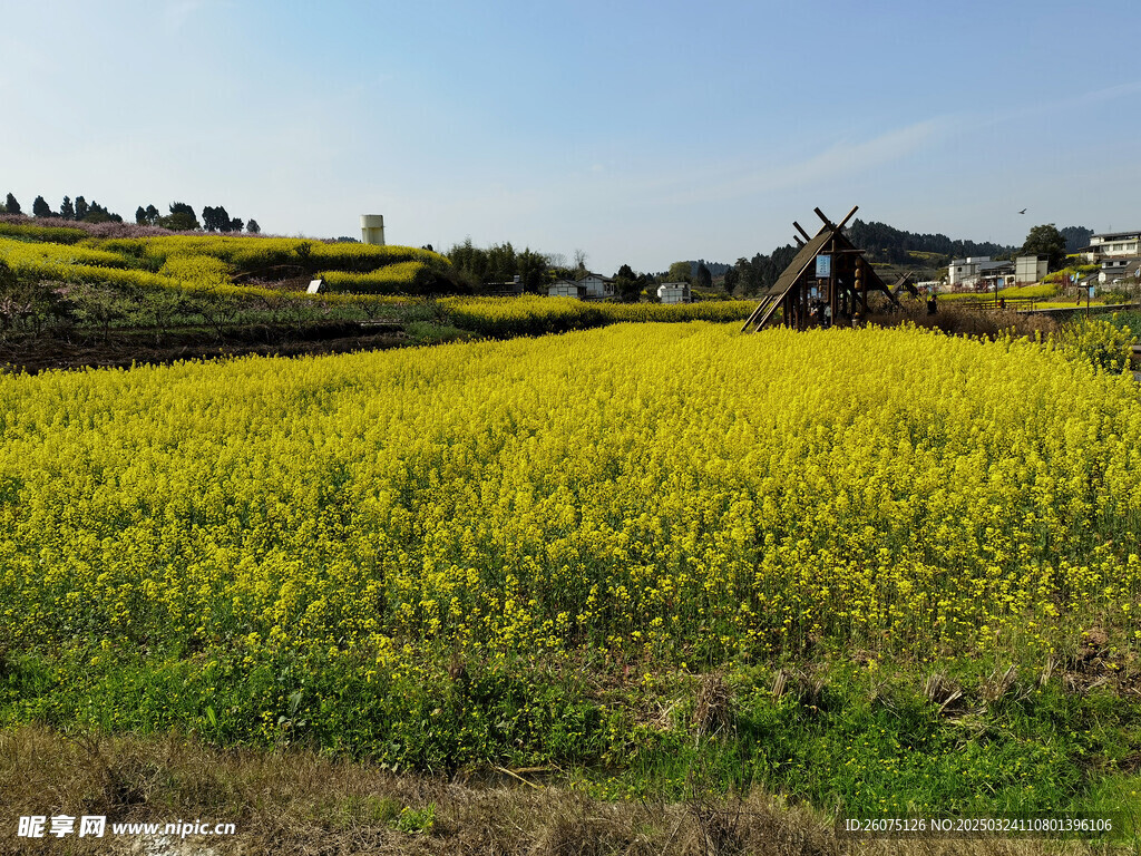油菜花田