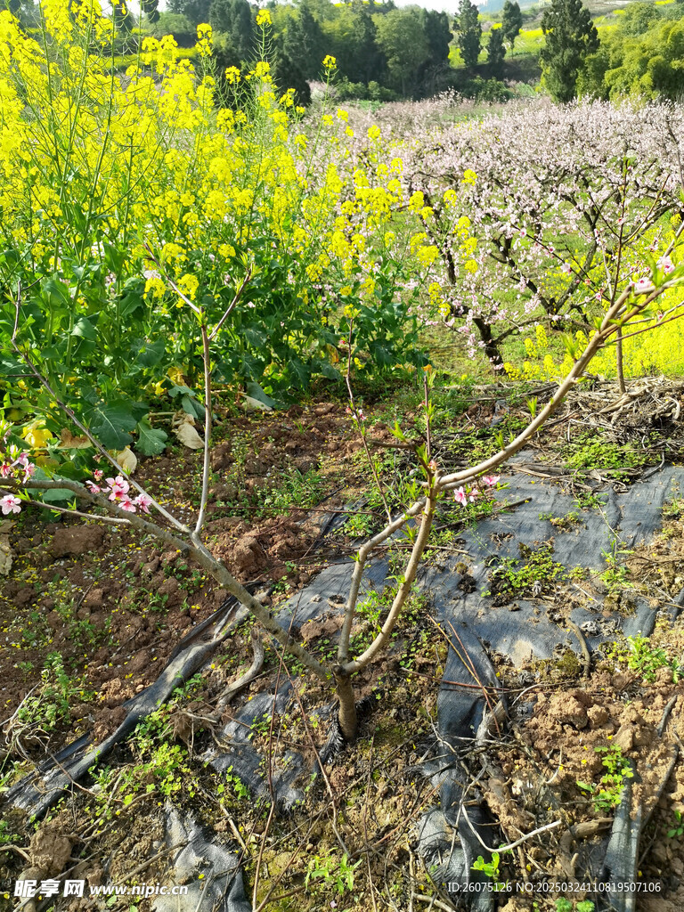 小桃树苗