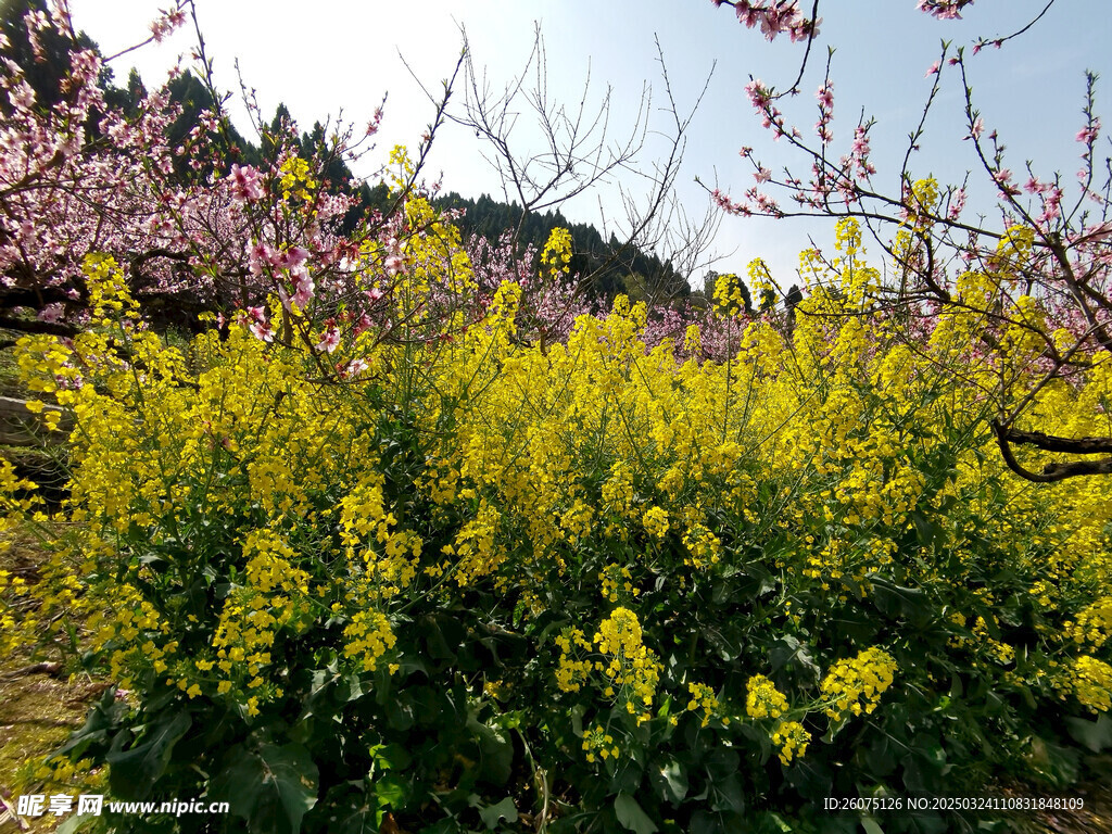 油菜花桃花