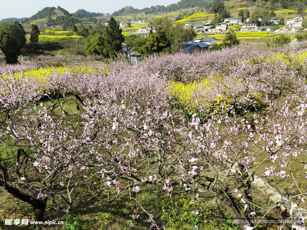 桃花山