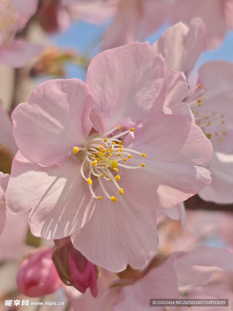 东京樱花 
