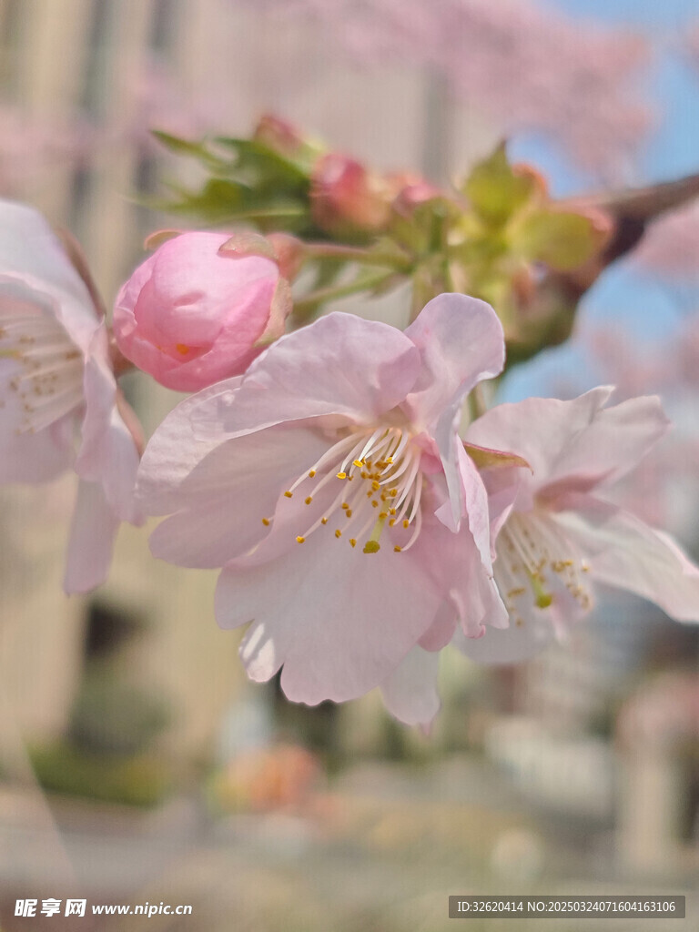 东京樱花 