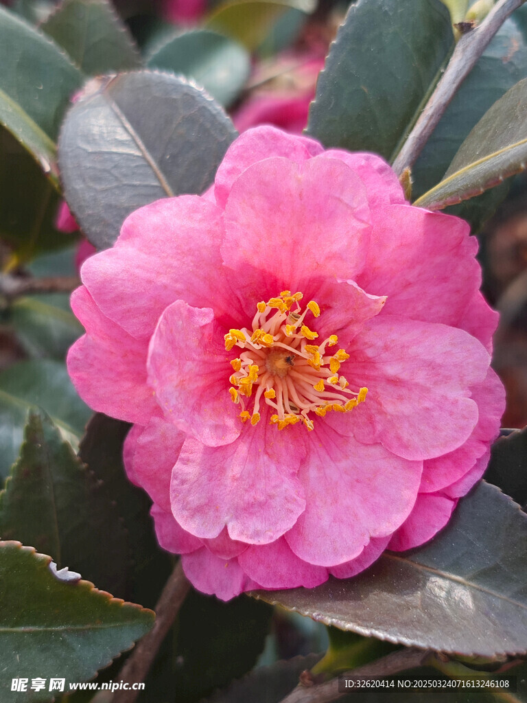 山茶花