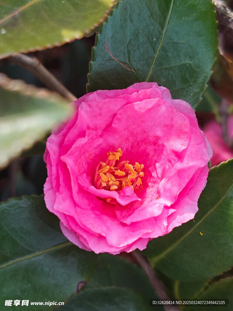 山茶花