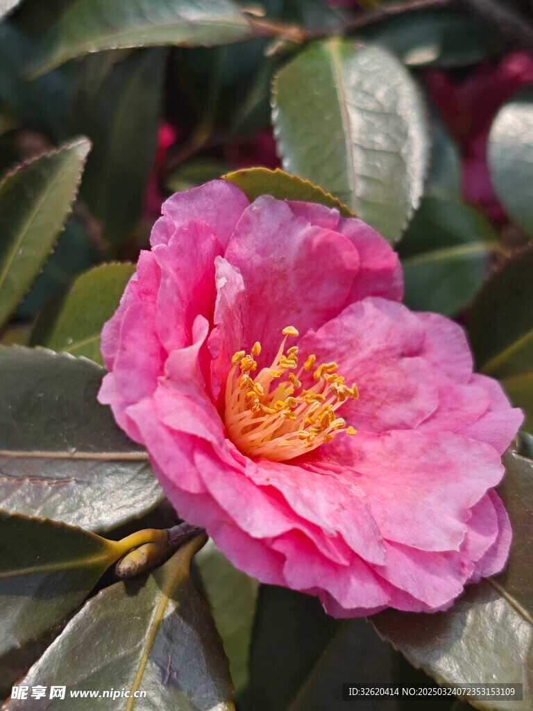 山茶花