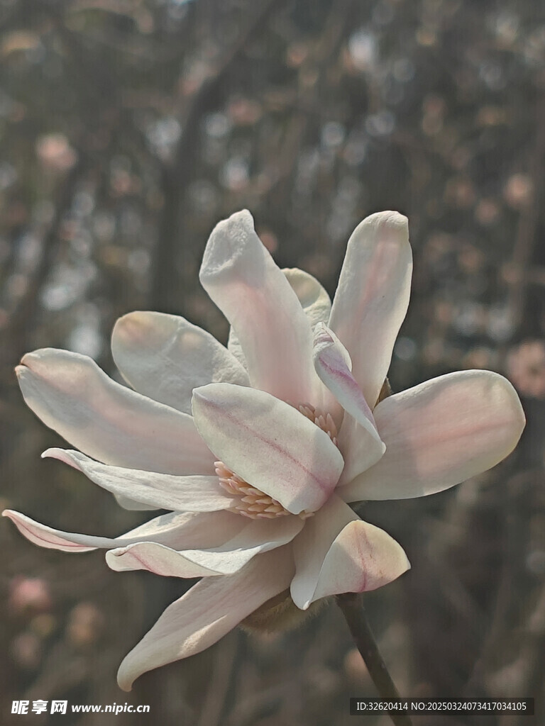 星花玉兰