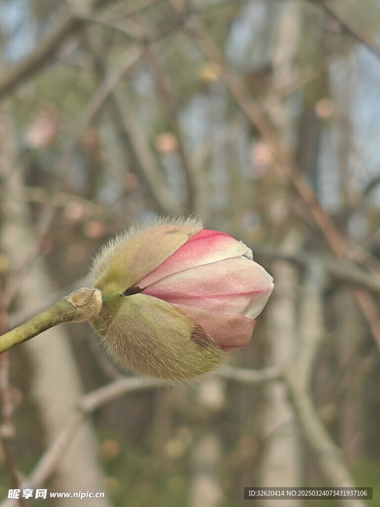 星花玉兰