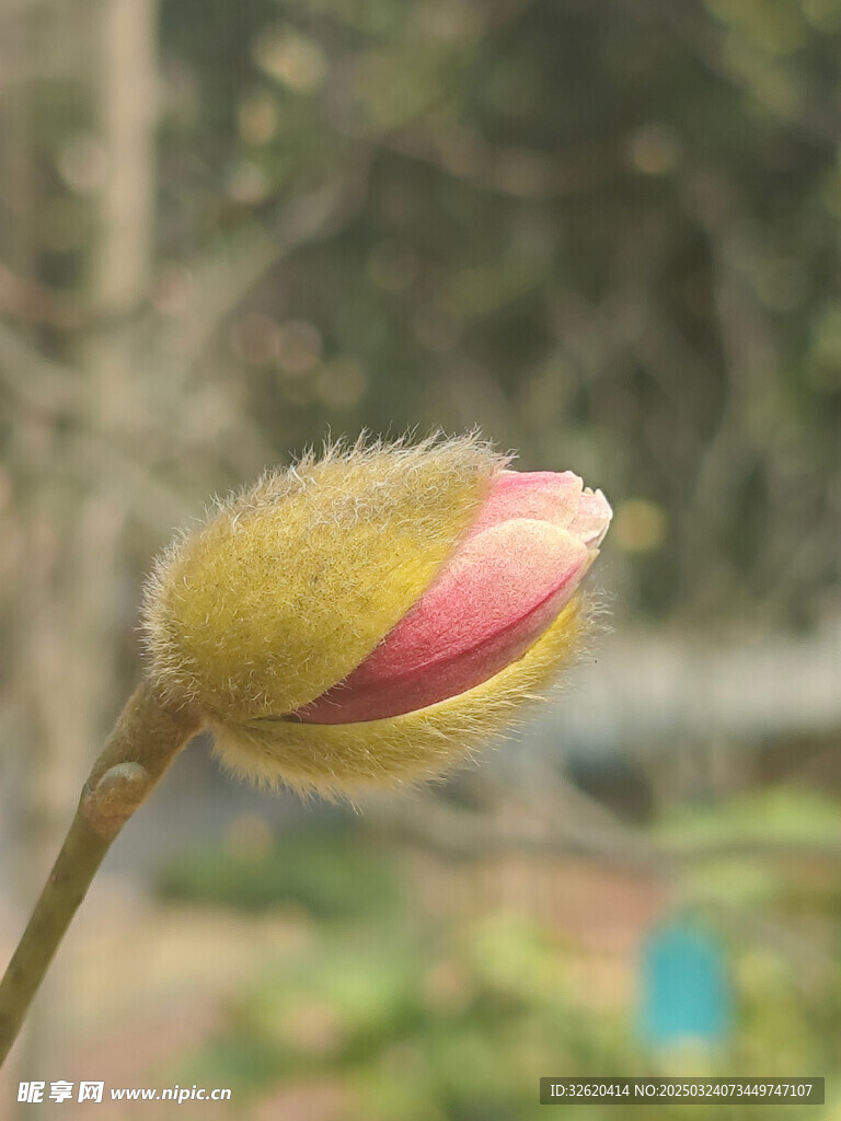 星花玉兰