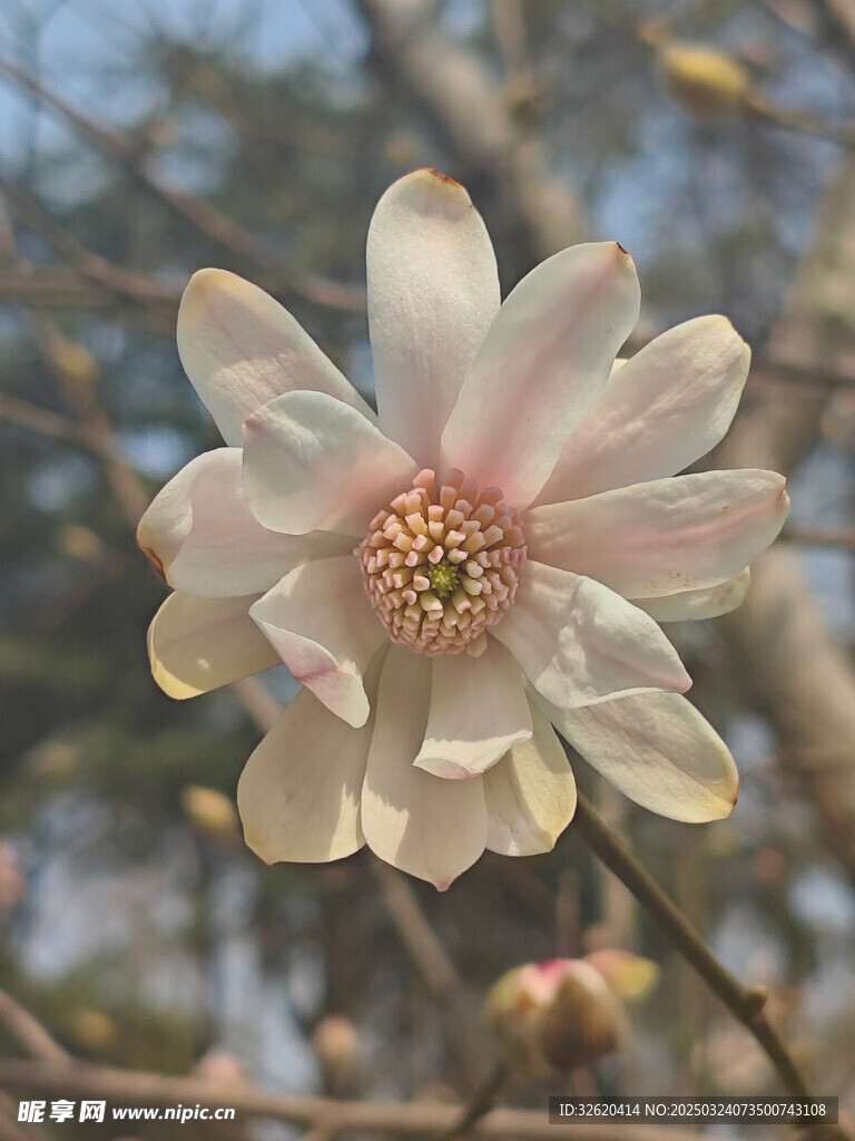 星花玉兰