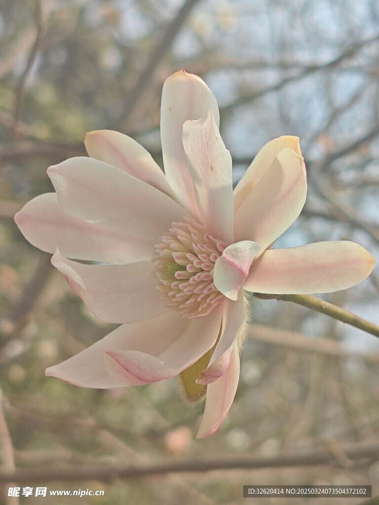 星花玉兰