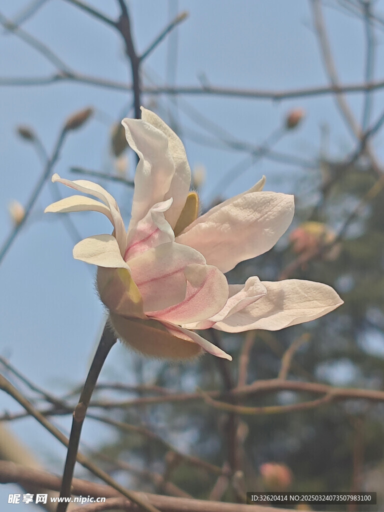 星花玉兰