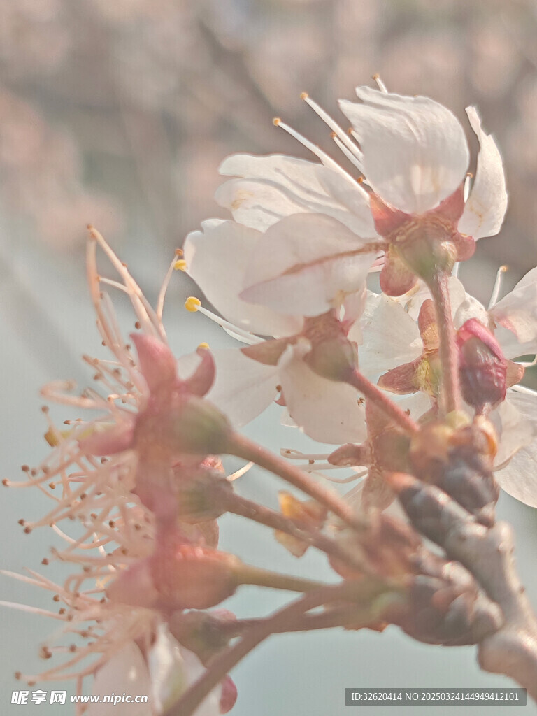 东京樱花