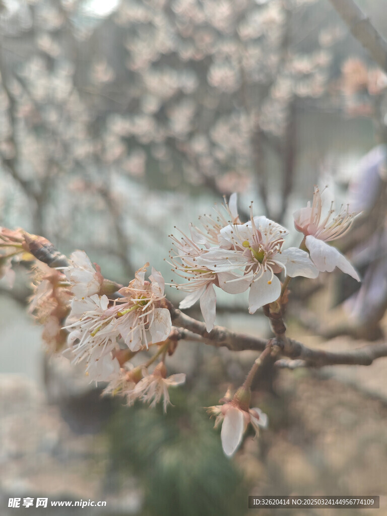 东京樱花