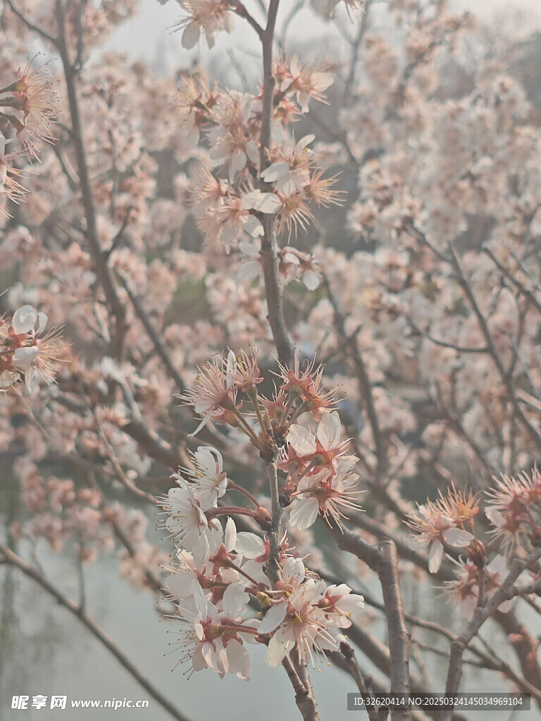 东京樱花