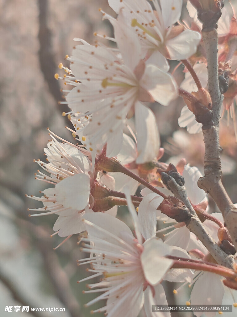 东京樱花