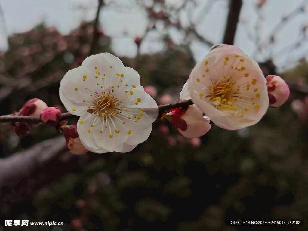 腊梅 梅花