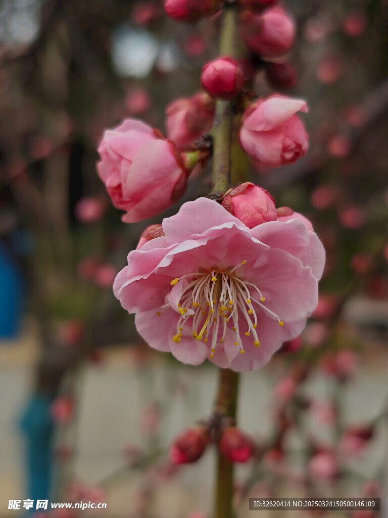 腊梅 梅花