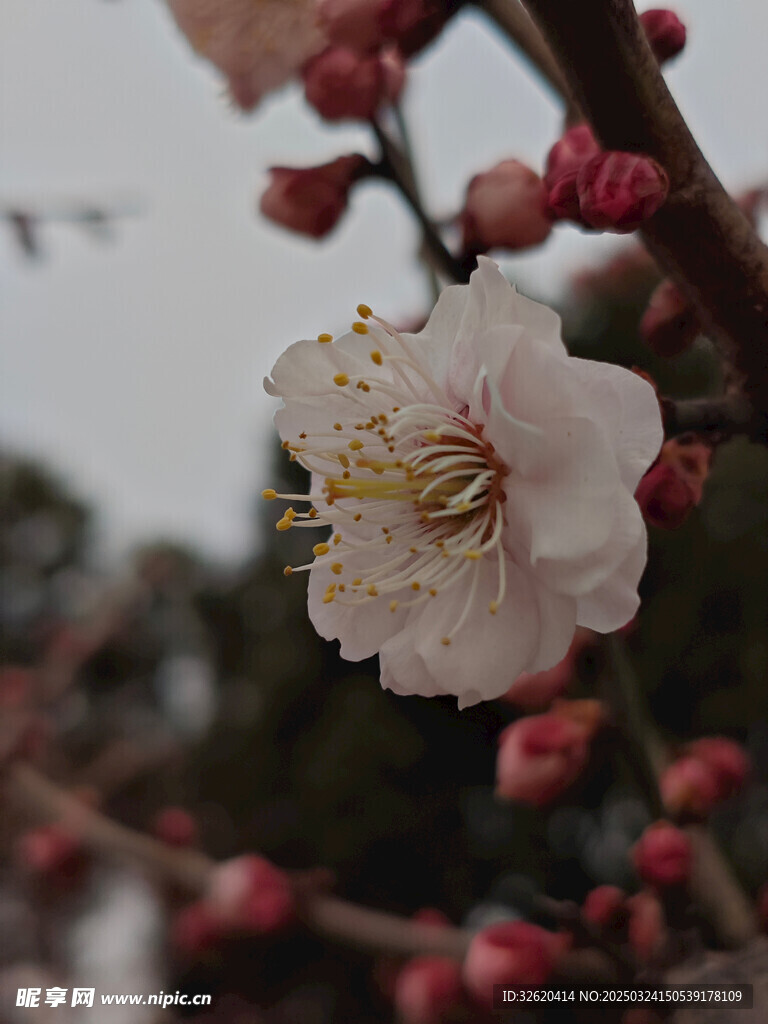 腊梅 梅花