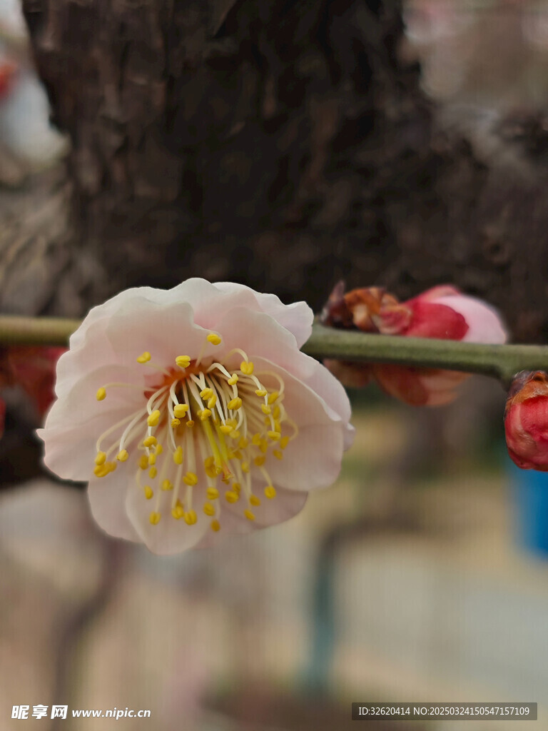 腊梅 梅花