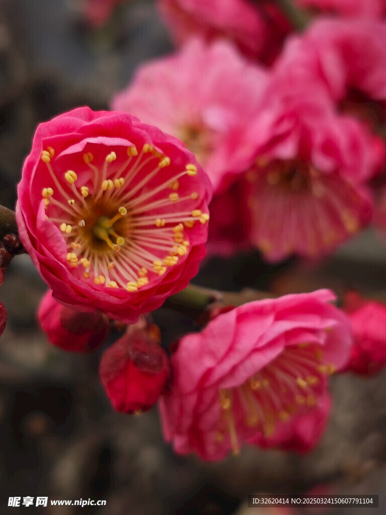 腊梅 梅花