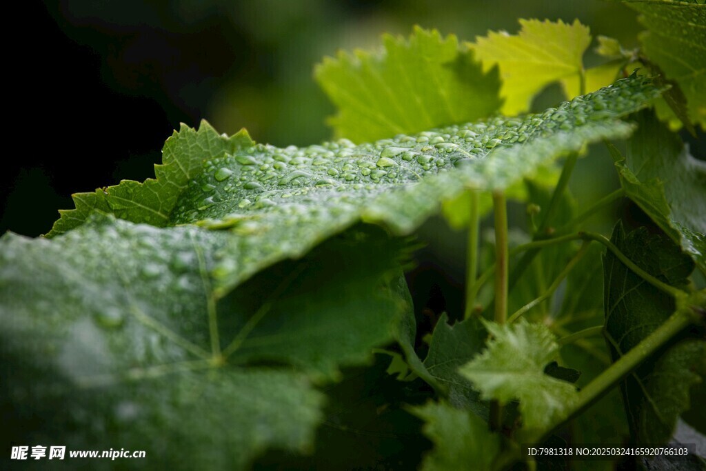 葡萄叶