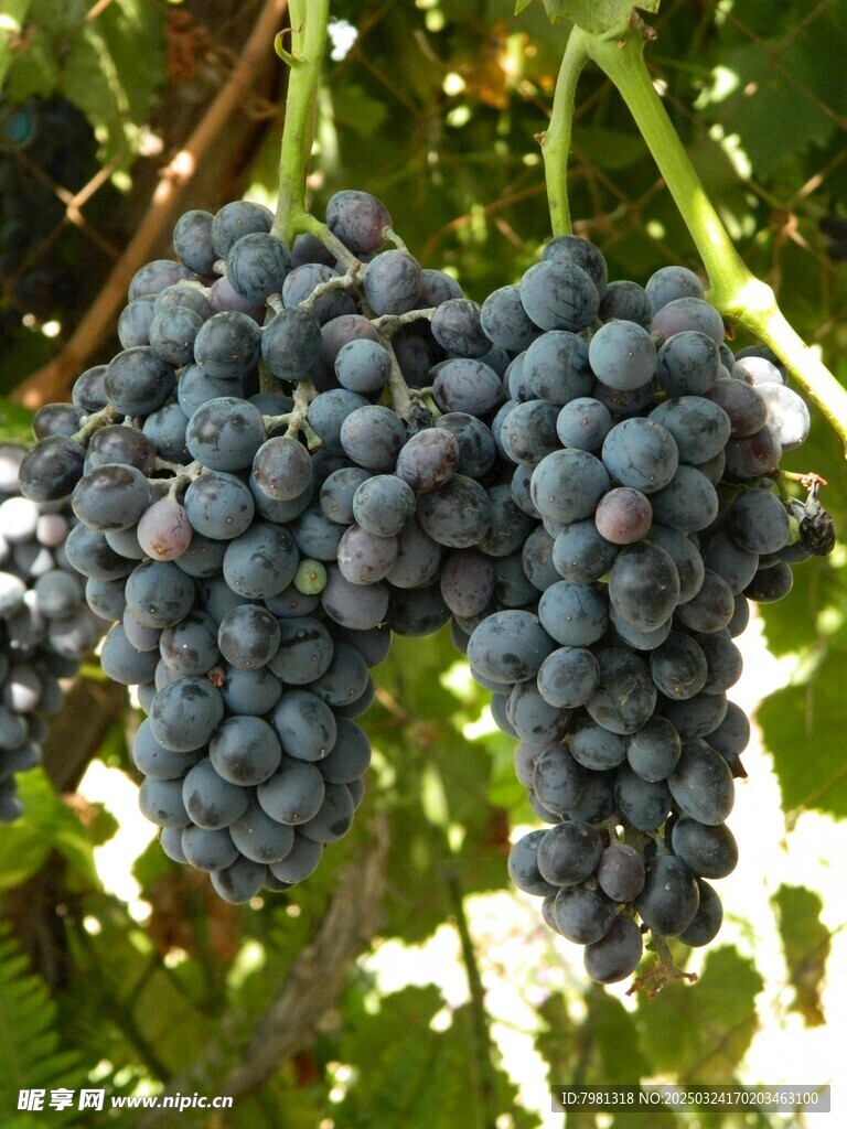葡萄