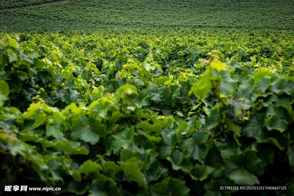 葡萄园