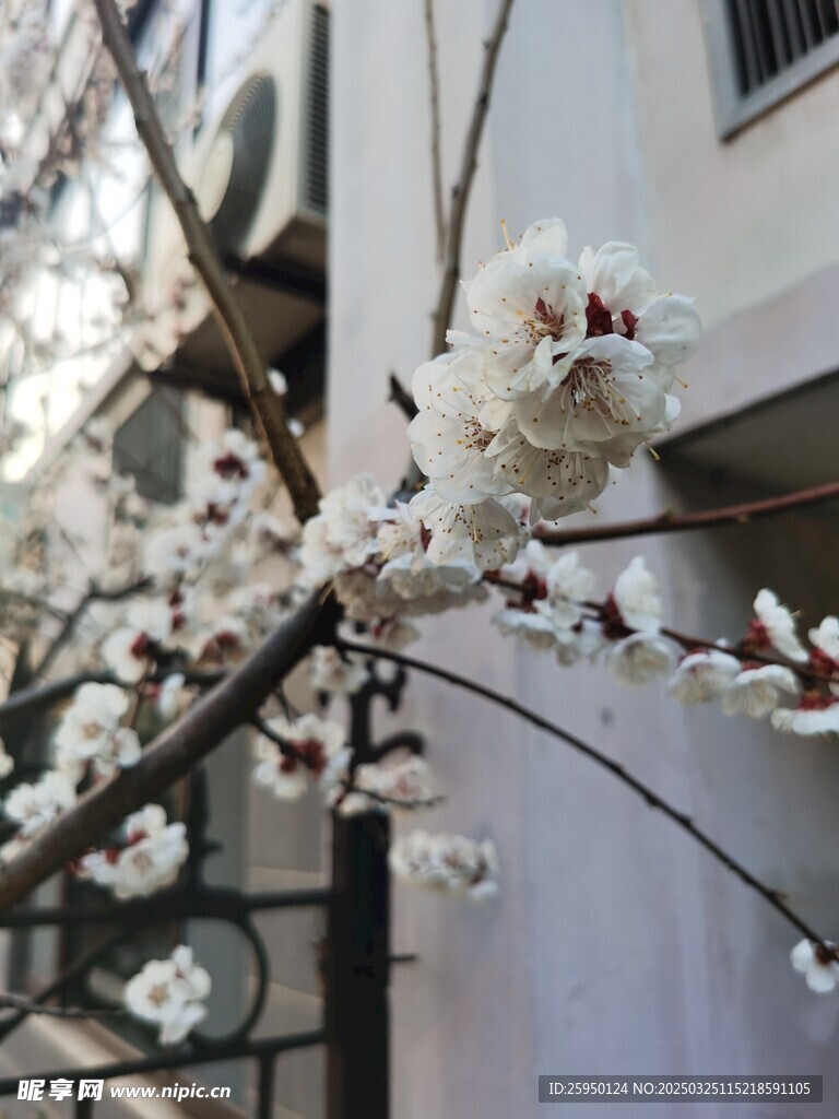 杏花