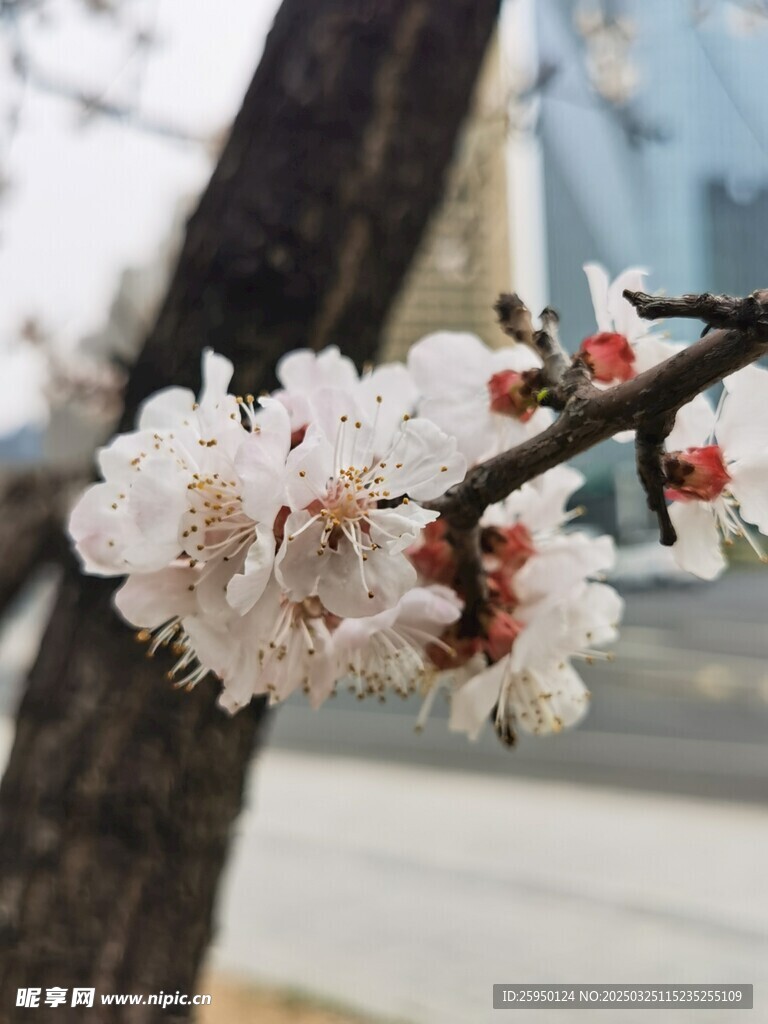 杏花