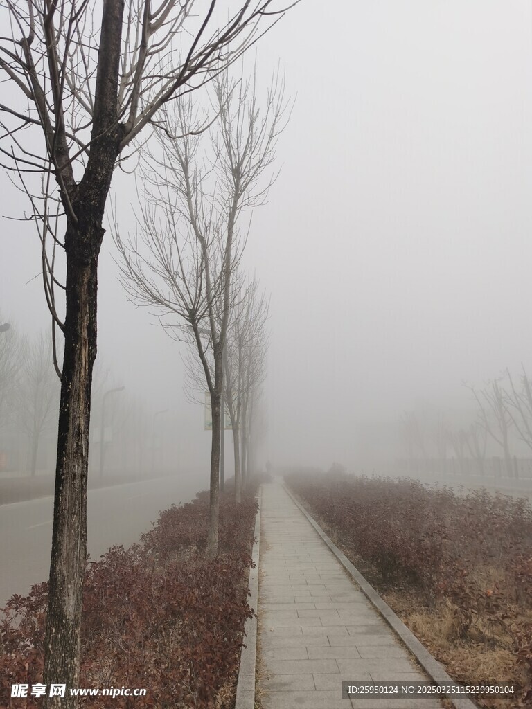 雾里小树