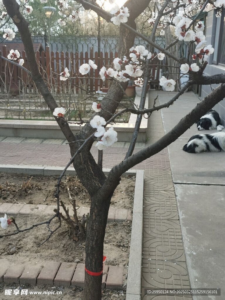 杏花